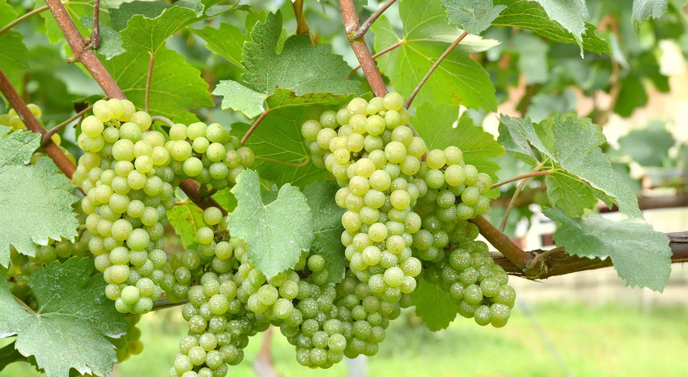 Chardonnay