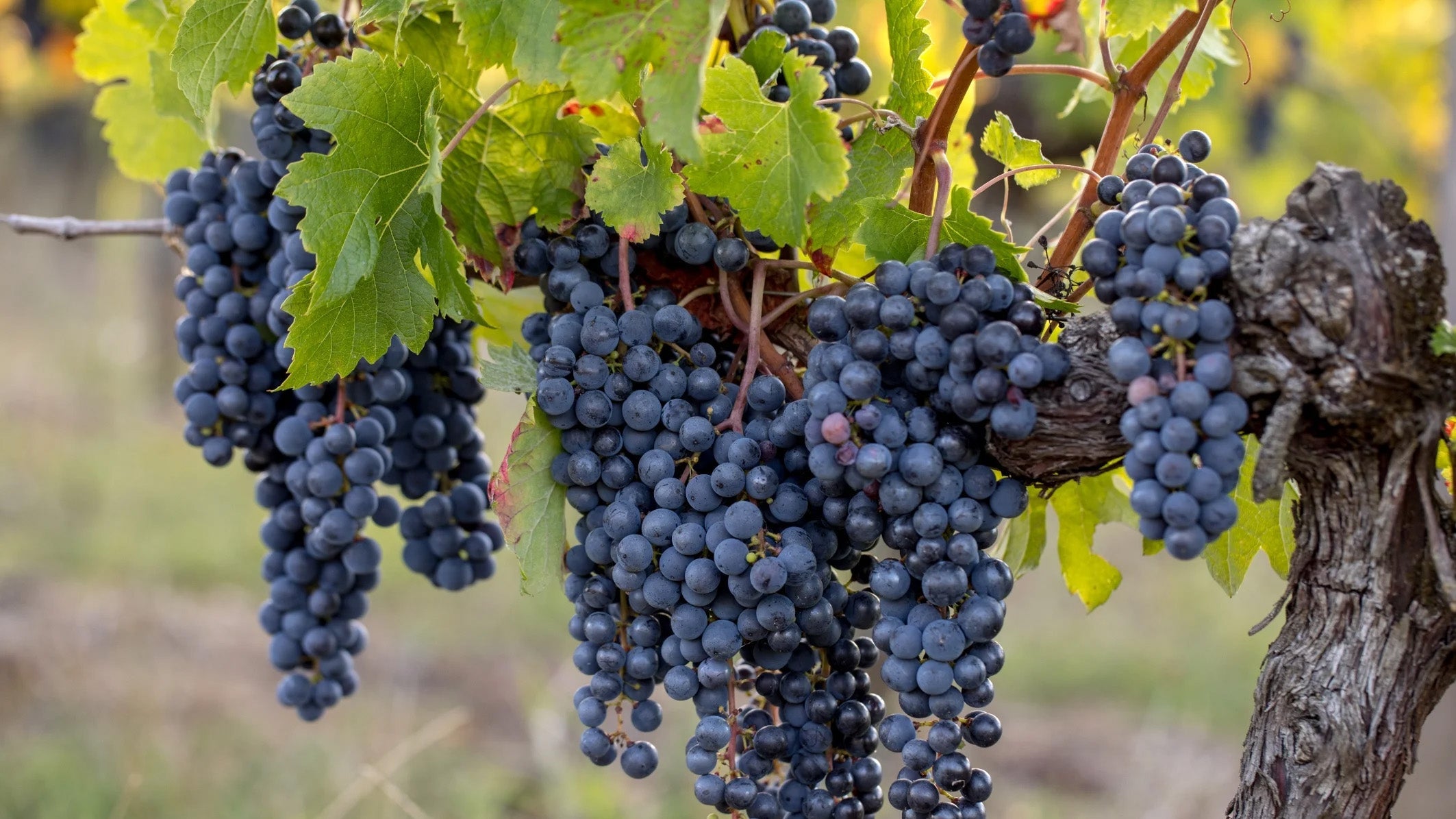 Merlot