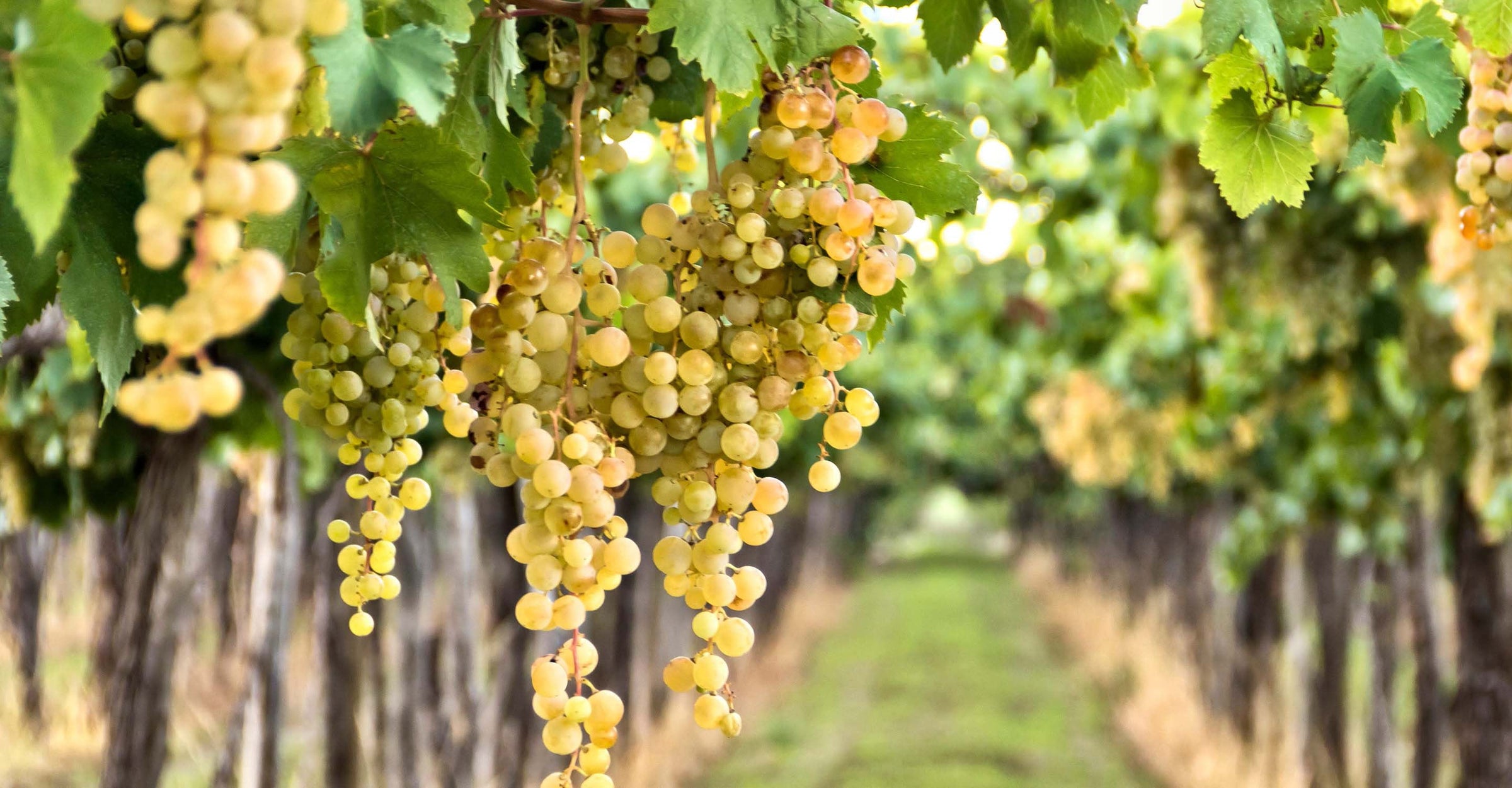 Riesling