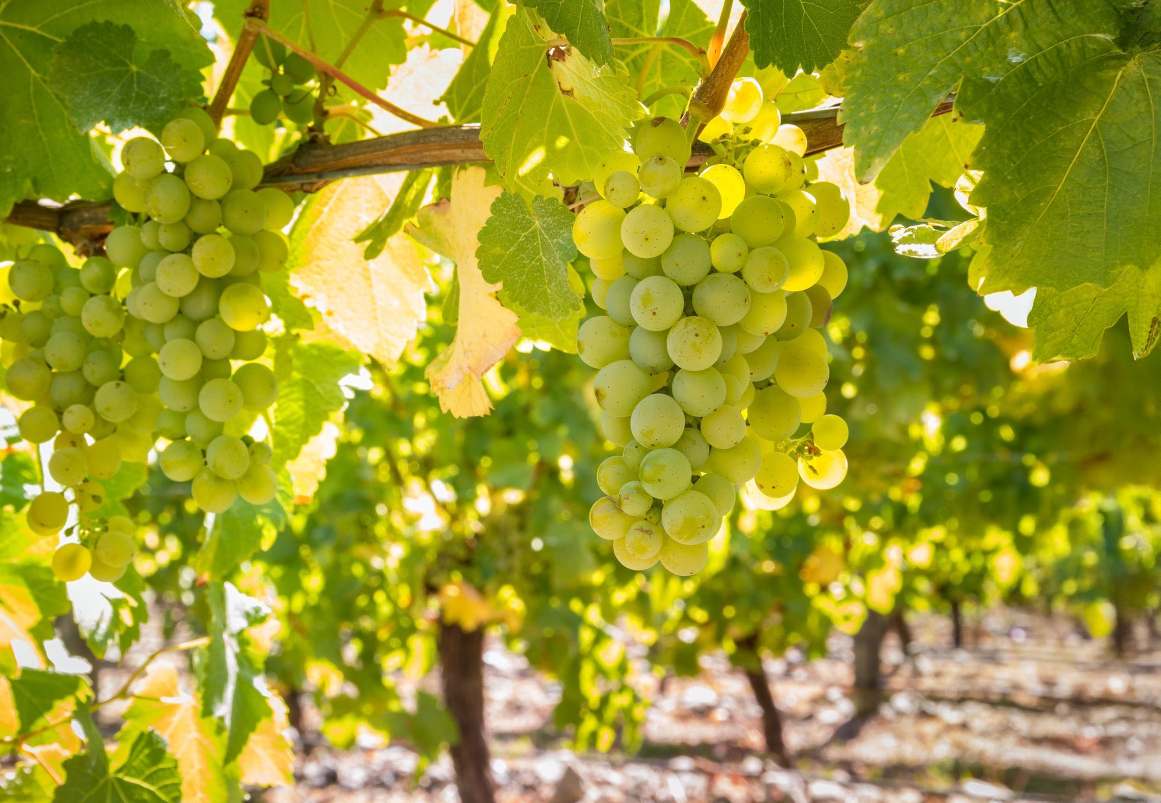 Sauvignon Blanc