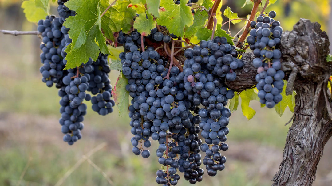 Cabernet Franc