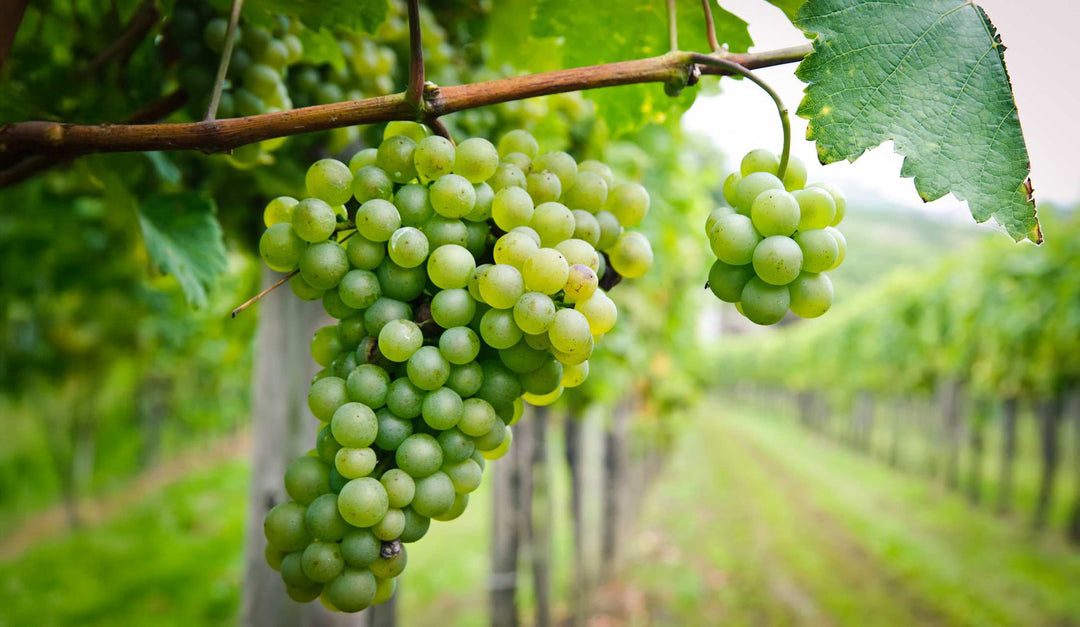 Chenin Blanc