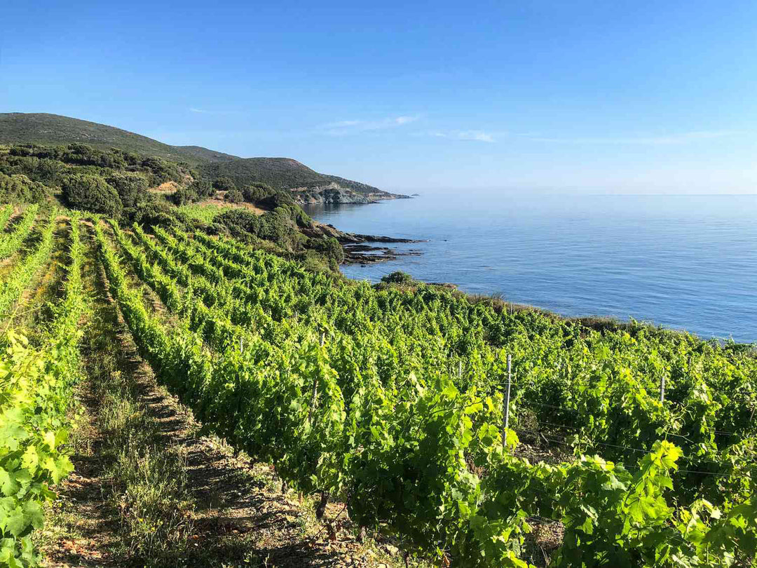 Corsica