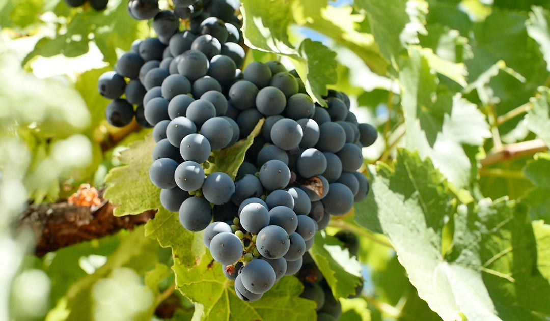 Gamay