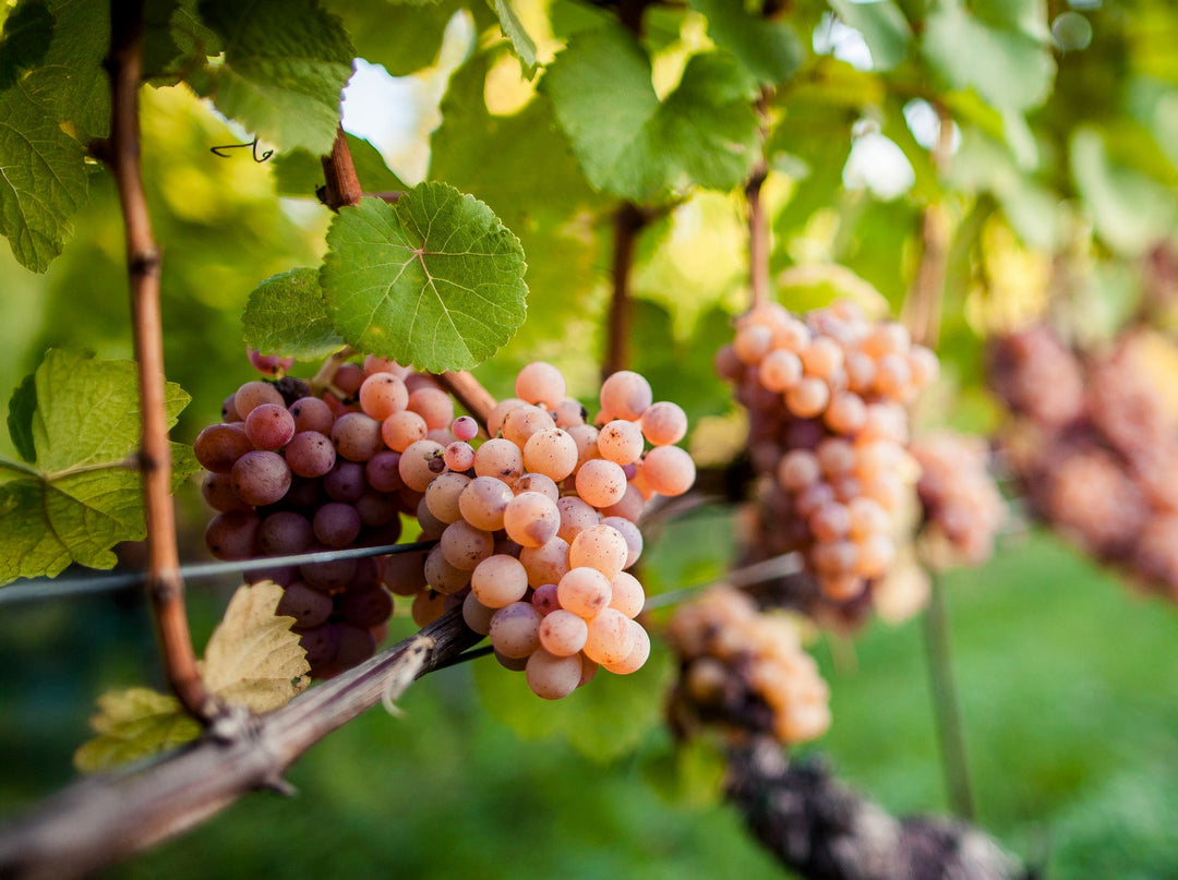 Gewürztraminer