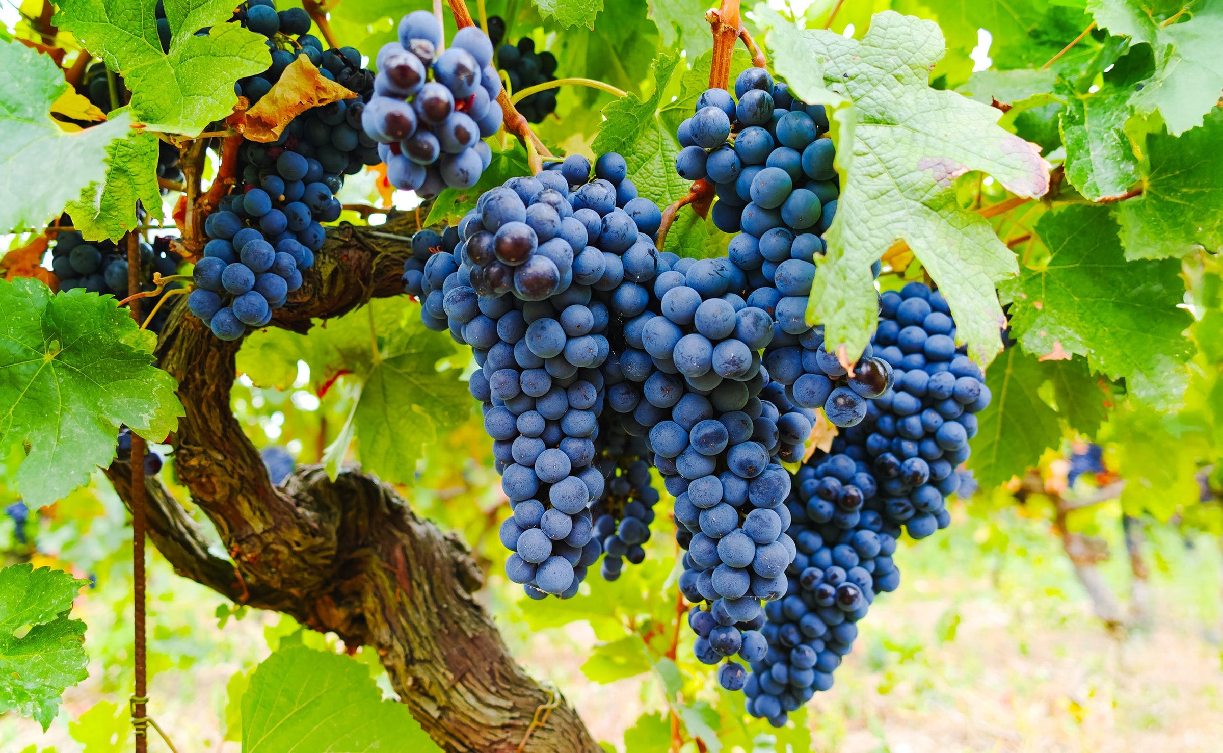 Grenache