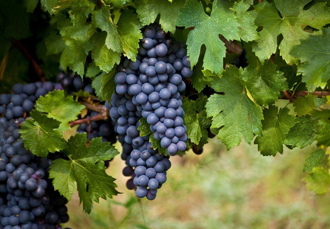 Malbec