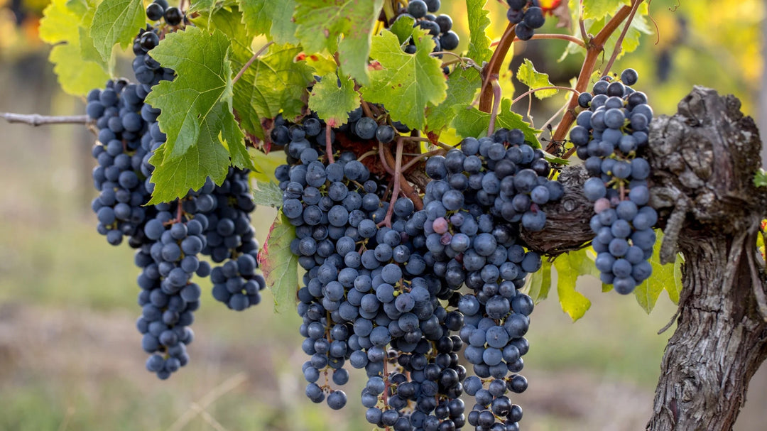 Merlot