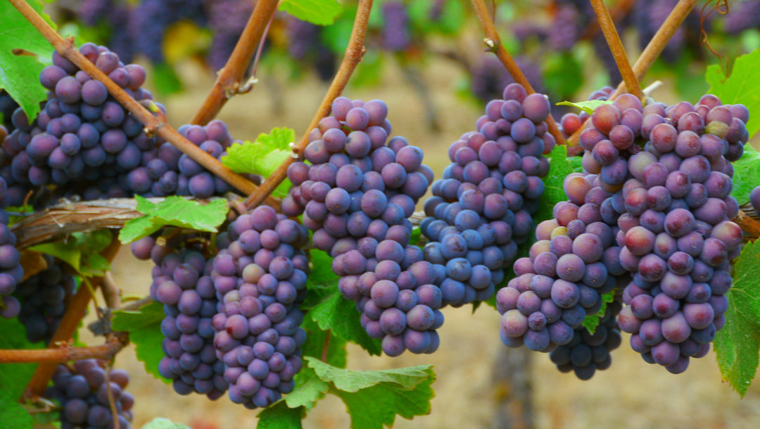 Pinot Gris
