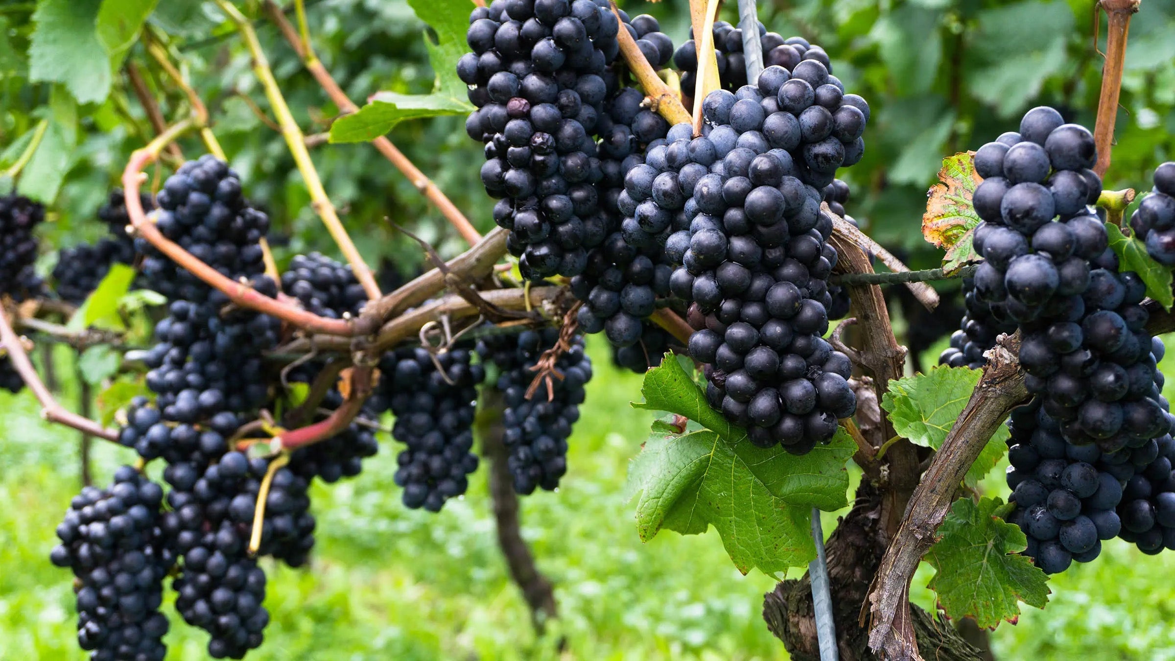 Pinot Noir