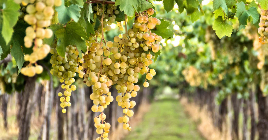 Riesling