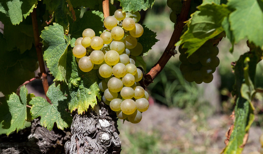 Semillon
