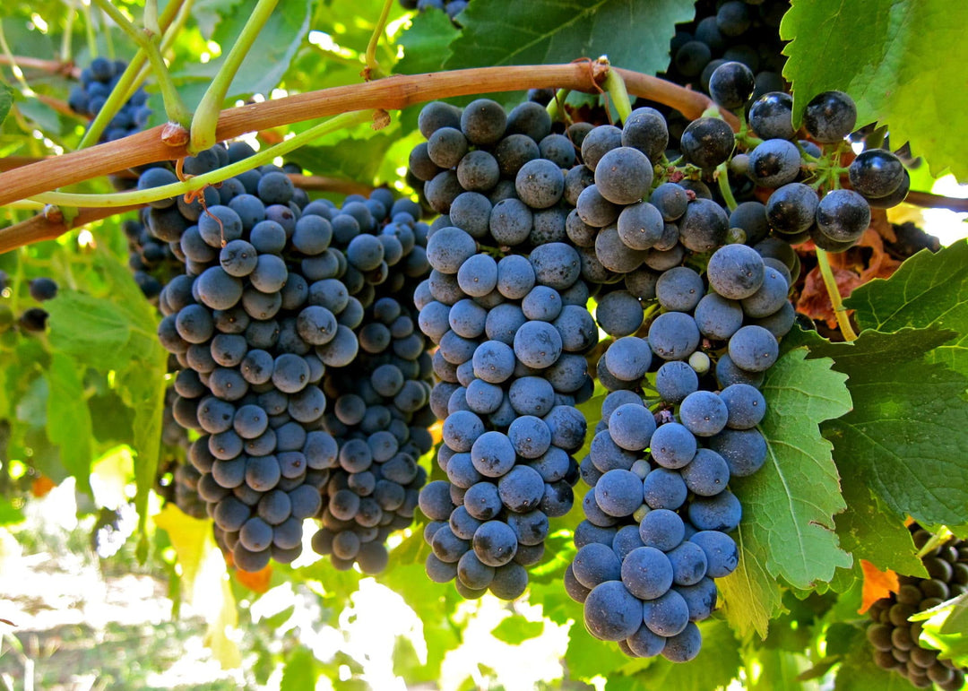 Syrah